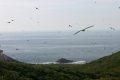 The Birds